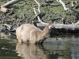 Sambar Deer Wallpaper Images Affiche