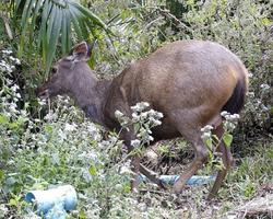 Sambar Deer Wallpaper Images imagem de tela 1