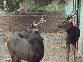 Sambar Deer Wallpaper Images imagem de tela 2