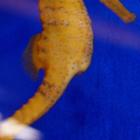 Seahorses Wallpaper Images 图标