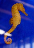 Seahorses Wallpaper Images ポスター