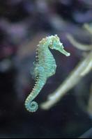 Seahorses Wallpaper Images ภาพหน้าจอ 1