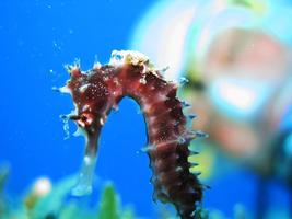 Seahorses Wallpaper Images 截图 2