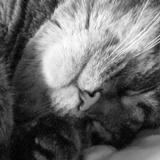Sleeping Cats Wallpaper Images آئیکن