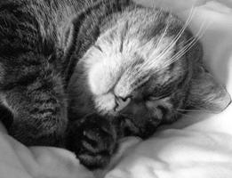 Sleeping Cats Wallpaper Images پوسٹر