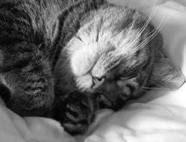 Poster Sleeping Cats Wallpaper Images