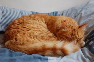 برنامه‌نما Sleeping Cats Wallpaper Images عکس از صفحه