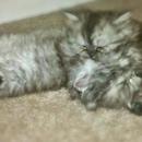 Sleeping Kittens Wallpapers APK