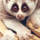 Slow Loris Wallpaper Images ikona