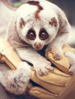 Slow Loris Wallpaper Images poster