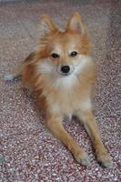 Pomeranian Dogs Wallpapers Affiche