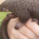 Pangolin Wallpaper Images APK