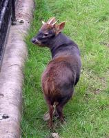 Pudu Deer Wallpaper Images ภาพหน้าจอ 1