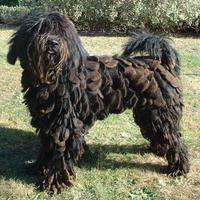 Puli Dogs Wallpaper Images 截圖 1