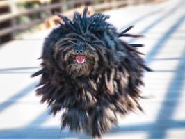 Puli Dogs Wallpaper Images 截圖 2