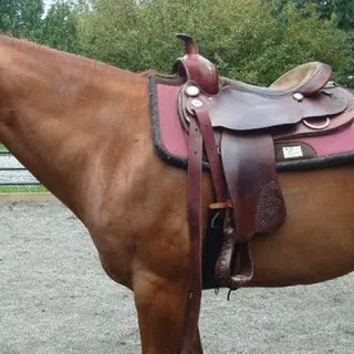 Quarter Horses Wallpapers