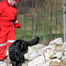 Rescue Dogs Wallpaper Images-APK