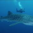 Whale Sharks Wallpaper Images