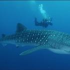 Whale Sharks Wallpaper Images icône
