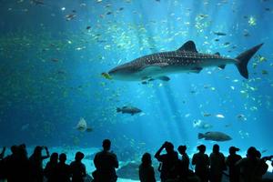 Whale Sharks Wallpaper Images Affiche