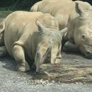 White Rhinos Wallpaper Images APK