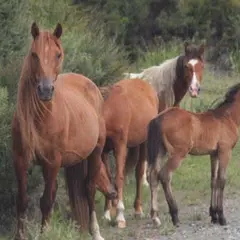 Wild Feral Horses Wallpapers