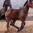 Thoroughbred Horses Wallpapers APK
