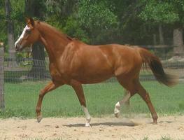 Thoroughbred Horses Wallpapers скриншот 2