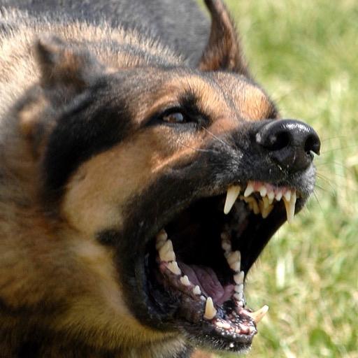 Vicious Dogs Wallpaper Images