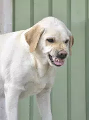 download Vicious Dogs Wallpaper Images APK