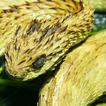 Viper Snakes Wallpaper Images