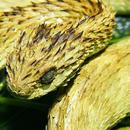 Viper Snakes Wallpaper Images APK