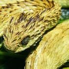 Viper Snakes Wallpaper Images আইকন
