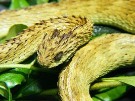 Viper Snakes Wallpaper Images ポスター