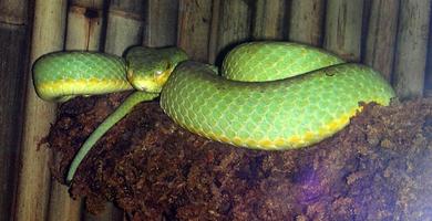 1 Schermata Viper Snakes Wallpaper Images