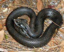 2 Schermata Viper Snakes Wallpaper Images
