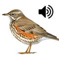 ”Sounds of birds singing