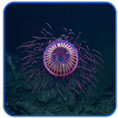Creatures, Unusual Studies APK