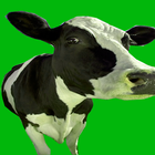 Suara Sapi Ringtone أيقونة