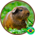 Porquinho da Índia ไอคอน
