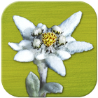 AlpineFlower Finder - Europe أيقونة