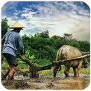 Website Desa - Desa Online APK
