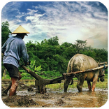 Website Desa - Desa Online