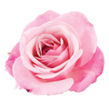 WEDD WHOLESALE