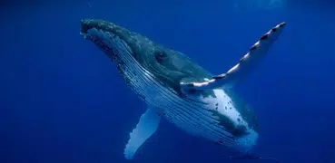 Whale 3D. Video wallpaper