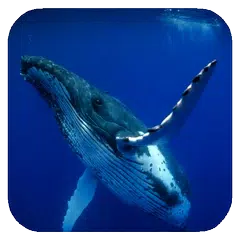 Whale 3D. Video wallpaper