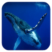 Whale 3D. Video wallpaper