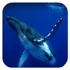 Whale 3D. Video wallpaper آئیکن