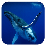 Whale 3D. Video wallpaper icon