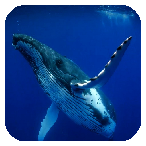 Whale 3D. Video wallpaper APK  for Android – Download Whale 3D. Video  wallpaper APK Latest Version from 